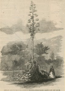 American Aloe in Bloom by English School