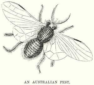 An Australian Pest