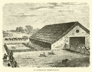 An Australian Sheep-Station by English School