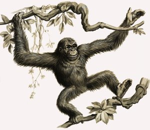 An Orangutan by English School