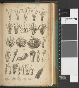 An Introduction to Botany, by Carl von Linné by English School