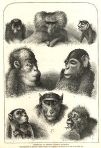 Ancestry according to Darwin by English School