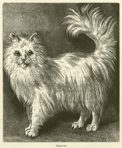 Angora Cat