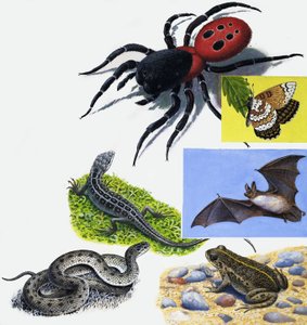 Animals montage
