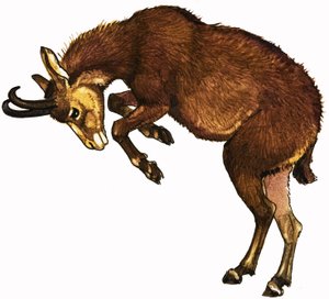 Antelope
