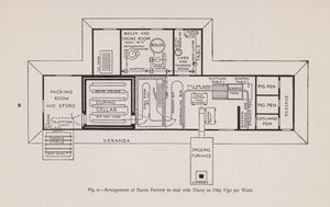 Arrangement of bacon factory to deal with thirty to fifty pigs per week by English School