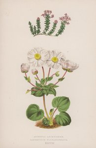 Asperula Arcadiensis; Ranunculus Parnassifolius by English School