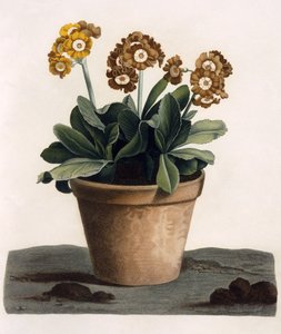 Auricula in a Pot, c.1840s by English School