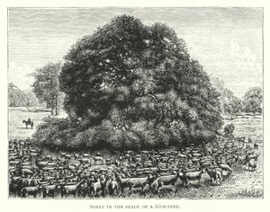 Australia: Sheep in the shade of a Gum-tree by English School