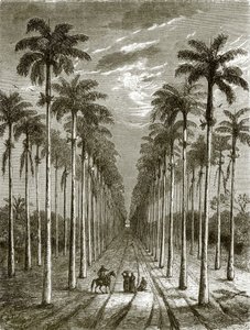 Avenue of palm trees, leading to a residence in Cuba by English School