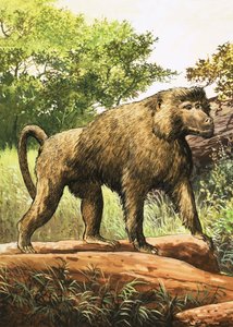 Baboon