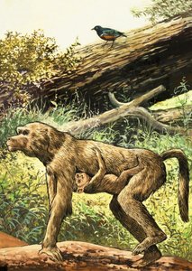 Baboon