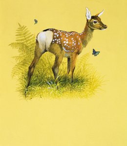 Baby Deer