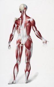 Back of the Male Human Body Showing Muscles, Sinews, and Bones, from The Vessels of the Human Body, edited by Jones Quain and William Wilson, published by Taylor and Watson, London in 1837 by English School