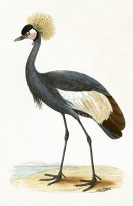 Balearic Crane, illustration from 