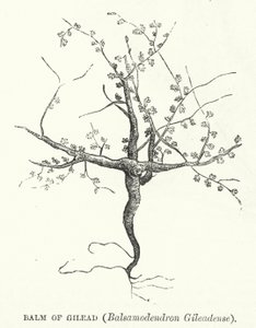 Balm of Gilead, Balsamodendron Gileadense by English School