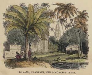 Banana, Plantain, and Cocoa-Nut Trees by English School