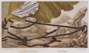 Banded Flat-Worm, Long-Worm by English School
