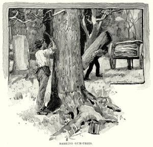 Barking Gum-Trees