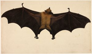 Bat, from the Francis Buchanan Collection, c.1804 by English School