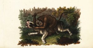 Battle Between a Bulldog and Jack, a Cingalese Monkey, in Worcester, England by English School