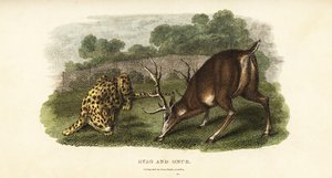 Battle Between a Red Deer Stag and a Hunting Tiger by English School