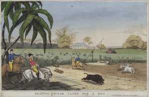 Beating sugar canes for a hog by English School
