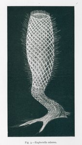 Beauties of Nature: Euplectella Suberea by English School