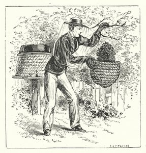 Beekeeping by English School