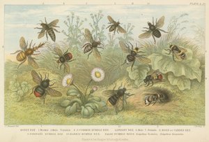 Bees by English School