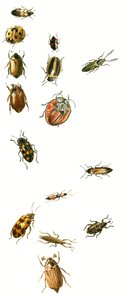Beetles