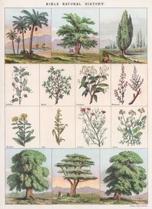 Bible Natural History by English School