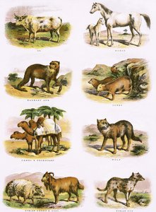 Biblical Natural History by English School
