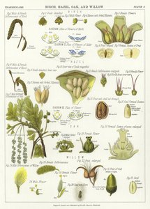 Birch, Hazel, Oak, and Willow by English School