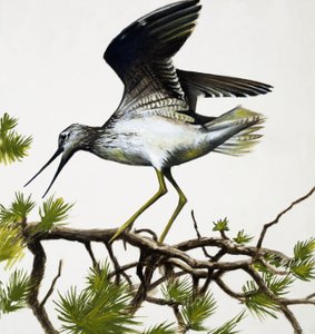 Bird by English School