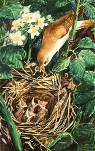 Bird Feeding Chicks in Nest
