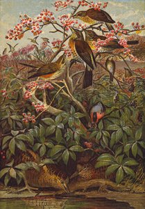 Birds by English School