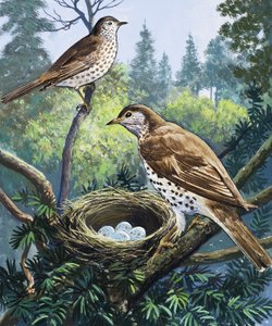 Birds and Nest