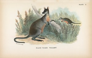 Black-Tailed Wallaby by English School