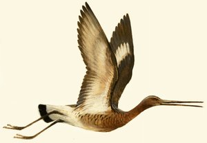 Black Tailed Godwit