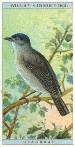 Blackcap