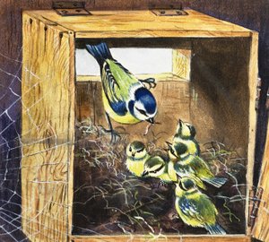Bluetits by English School
