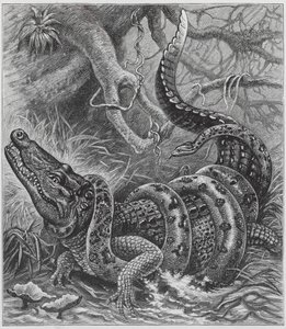 Boa and Crocodile by English School