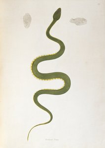 Bodroo Pam Snake from An Account of Indian Serpents collected from the Coast of Coromandel by Patrick Russell, London, 1796 by English School