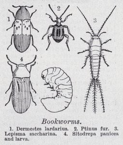 Bookworms by English School