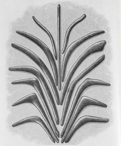 Boomerang and boomerang shaped clubs, from 