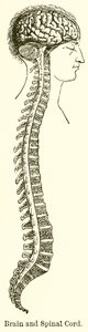 Brain and Spinal Cord by English School