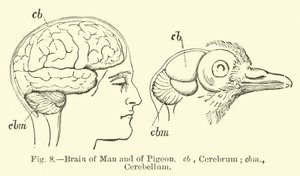 Brain of Man and of Pigeon by English School