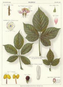 Bramble by English School