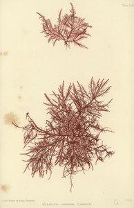British Sea-Weed by English School